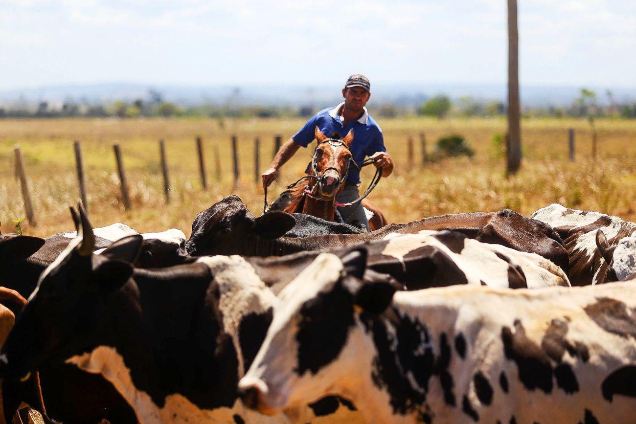 Pecuaria no Pará