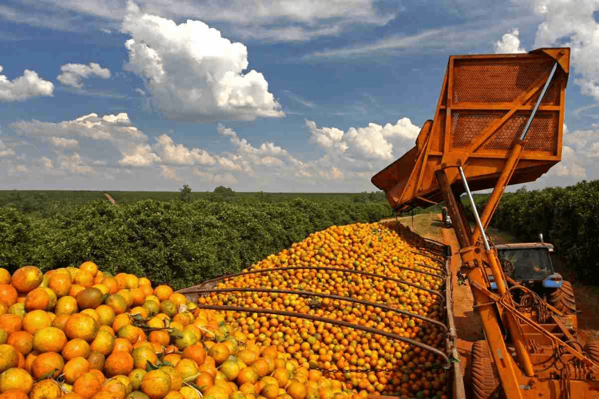 Essa é a pior colheita de laranja no Brasil desde 1988 - portal waffle